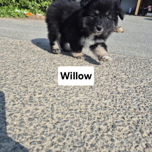 Finnois de laponie #5