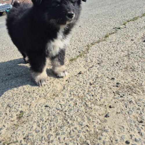 Finnois de laponie #6