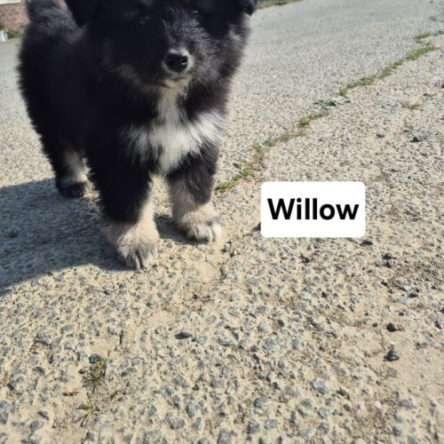 Finnois de laponie #7