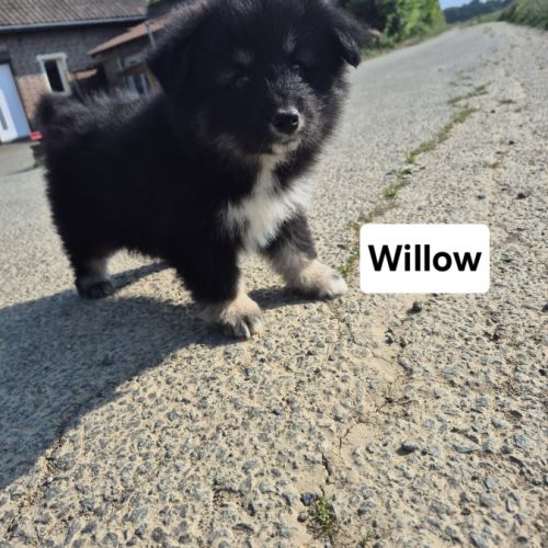 Finnois de laponie #8