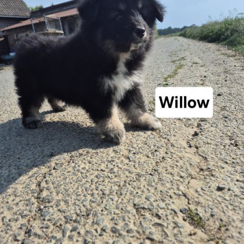 Finnois de laponie #9