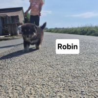 Finnois de laponie #1