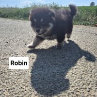 Finnois de laponie #3