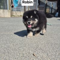 Finnois de laponie #4