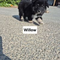 Finnois de laponie #5