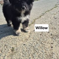 Finnois de laponie #7