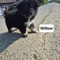 Finnois de laponie #8