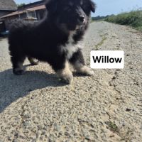 Finnois de laponie #9