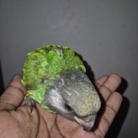 Perroquet youyou du sénégal eam