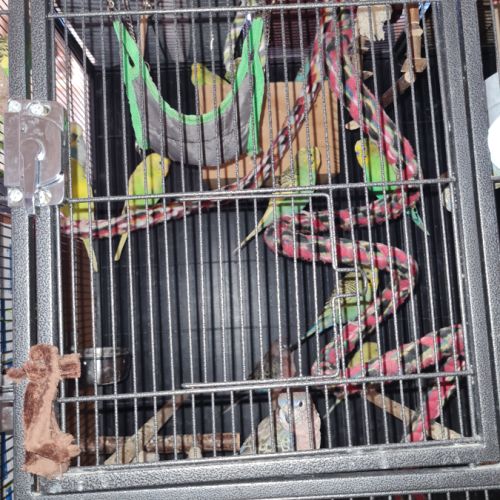 Perruches à vendre #3