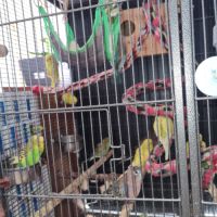 Perruches à vendre #2