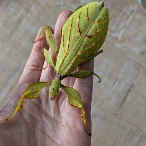 Oeufs phasmes feuilles phyllium tobeloense galela #1