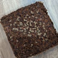 Oeufs phasmes feuilles phyllium tobeloense galela #0