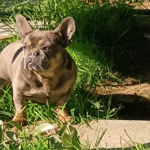 Vds bouledogue français femelle adulte blue and ta #2