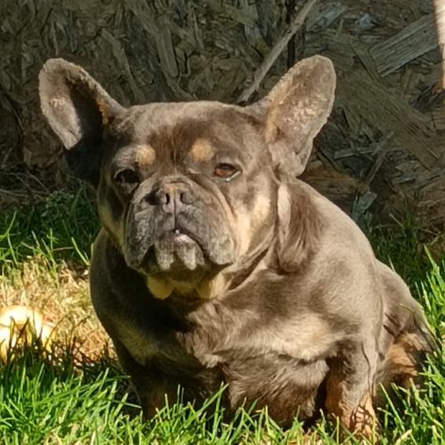 Vds bouledogue français femelle adulte blue and ta #3