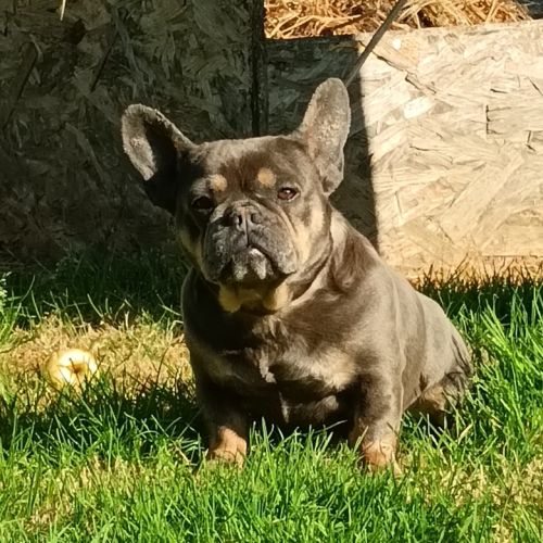 Vds bouledogue français femelle adulte blue and ta #4
