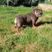 Vds bouledogue français femelle adulte blue and ta #0