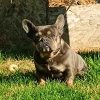 Vds bouledogue français femelle adulte blue and ta #4