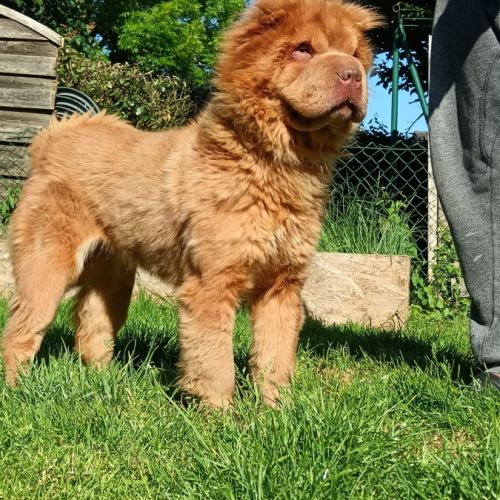 Sharpeï femelle adulte poils long(fluffy) #2