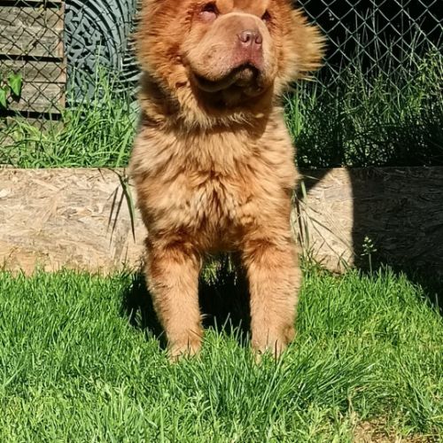 Sharpeï femelle adulte poils long(fluffy) #4