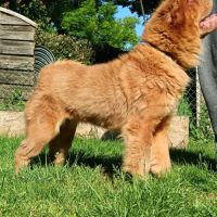 Sharpeï femelle adulte poils long(fluffy)