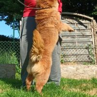 Sharpeï femelle adulte poils long(fluffy) #3