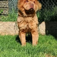 Sharpeï femelle adulte poils long(fluffy) #4