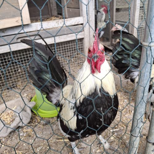 Donne coqs ardennais #1