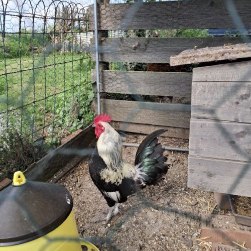 Donne coqs ardennais #3
