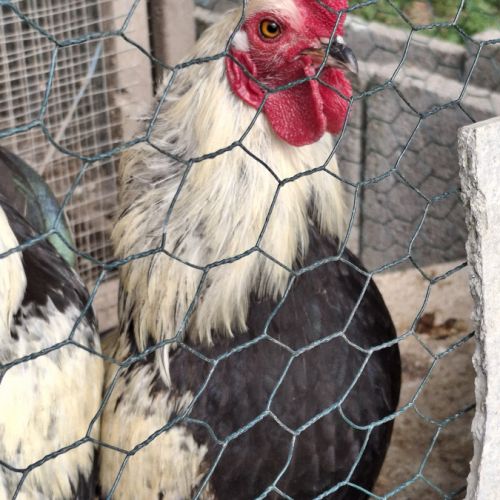 Donne coqs ardennais #4