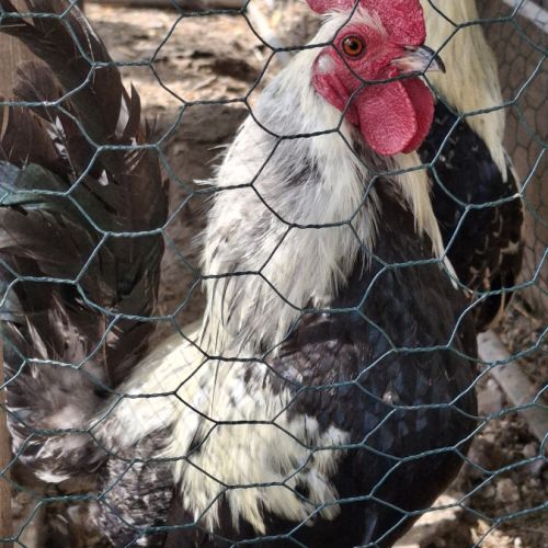 Donne coqs ardennais #5