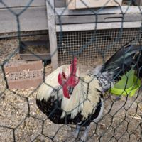 Donne coqs ardennais