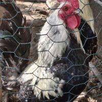 Donne coqs ardennais #5