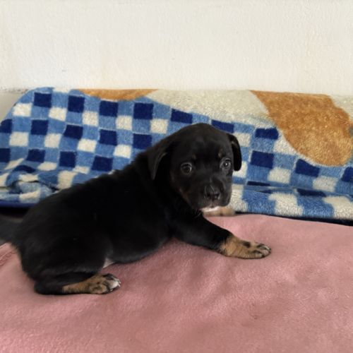 Vend chiots berger australien croisé bouledogue #1