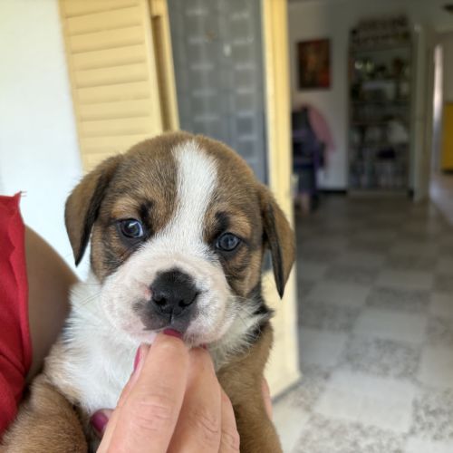 Vend chiots berger australien croisé bouledogue #3