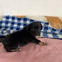 Vend chiots berger australien croisé bouledogue #1