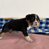 Vend chiots berger australien croisé bouledogue #0