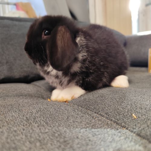 Bébé lapin nain belier male #1