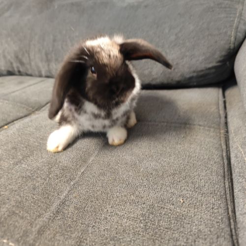 Bébé lapin nain belier male #2