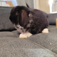 Bébé lapin nain belier male #1