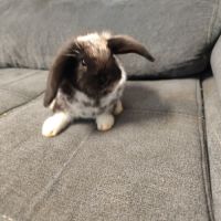 Bébé lapin nain belier male #2