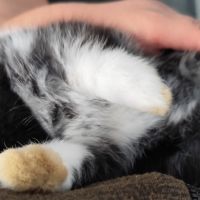 Bébé lapin nain belier male #3