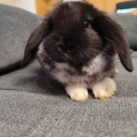 Bébé lapin nain belier male
