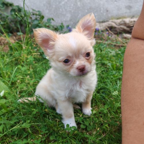 Magnifique chihuahua poils longs issu du lof #1