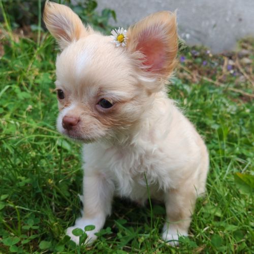 Magnifique chihuahua poils longs issu du lof #2