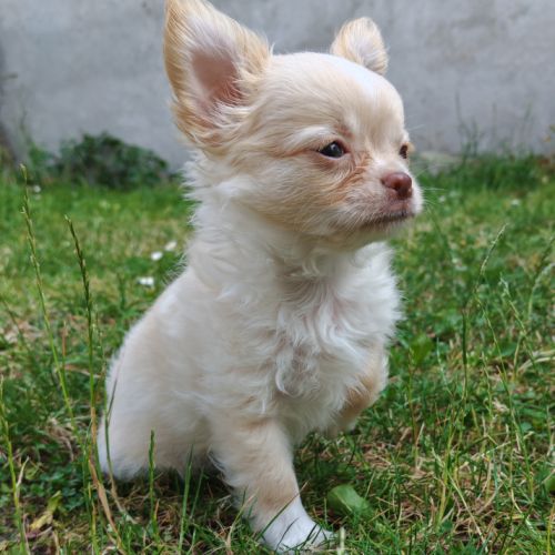 Magnifique chihuahua poils longs issu du lof #3