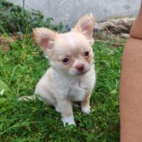 Magnifique chihuahua poils longs issu du lof #1