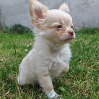 Magnifique chihuahua poils longs issu du lof #3