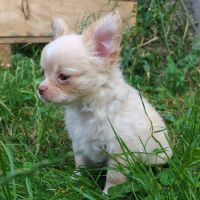 Magnifique chihuahua poils longs issu du lof