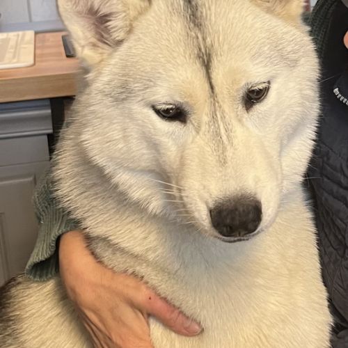 Dernière jeune femelle husky lof